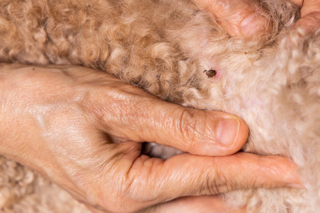 Closeup of hand search and remove tick flea from pet dog fur coat and skin