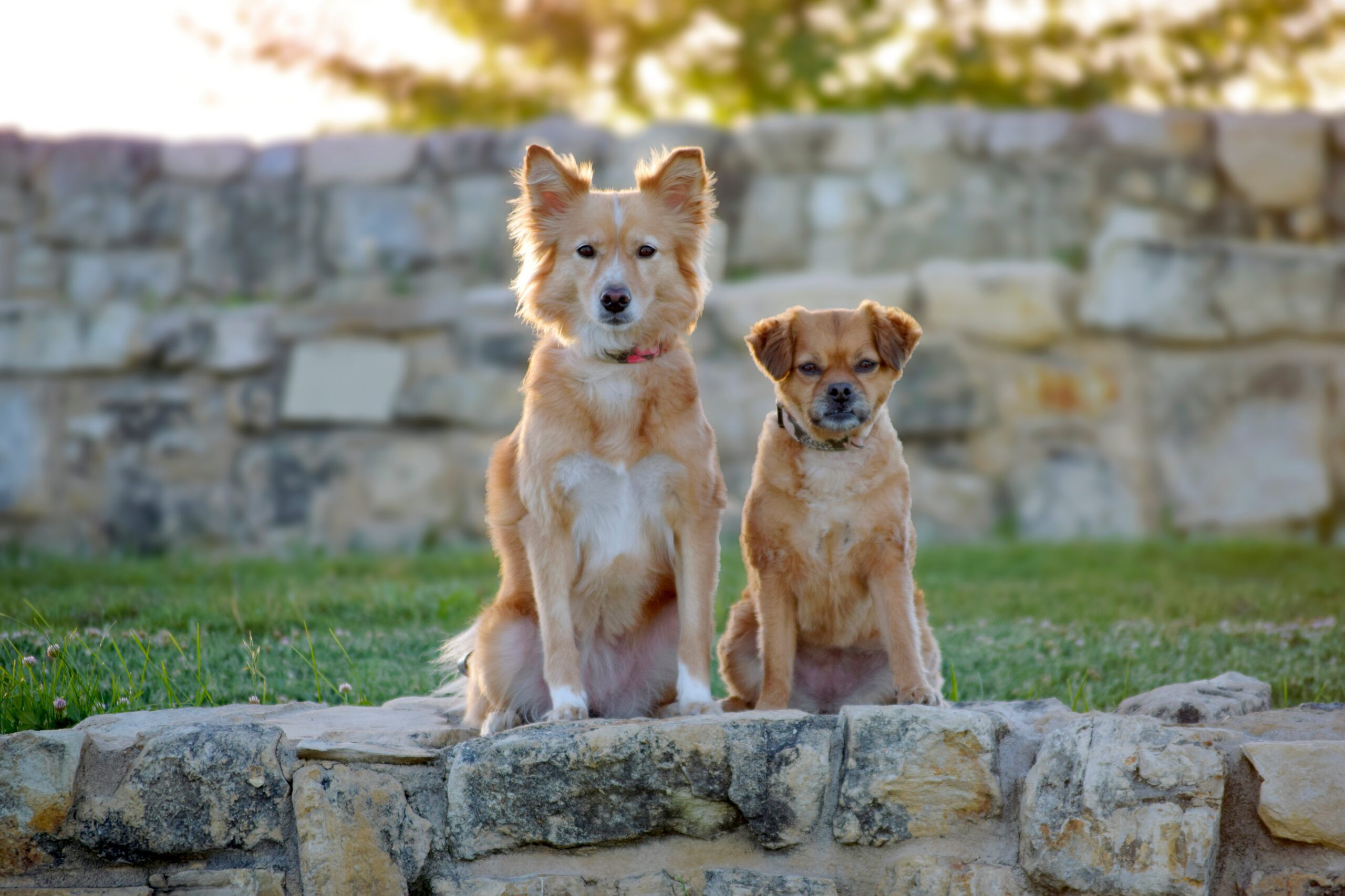 two-dogs-at-golden-hour-