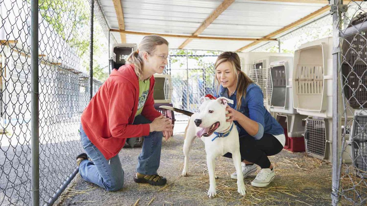 Inside Canada’s Animal Welfare & Rescue Efforts