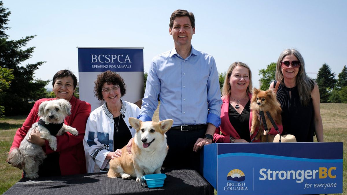 BC SPCA Urges Action on Animal Welfare This Election