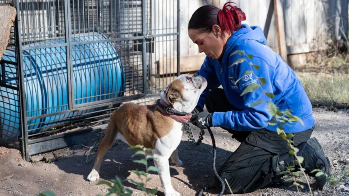 Ontario Humane Society Seeks Public Assistance in Harrowing Dog Neglect Case