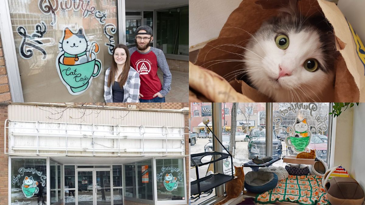 Saskatoon's Purrfect Cup Cat Café Promotes Pet Adoption