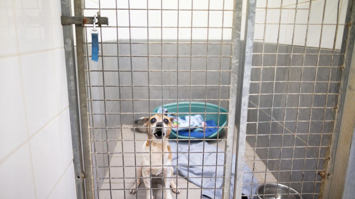 Canadian Animal Shelters Struggle Amid High Demand, Low Funds