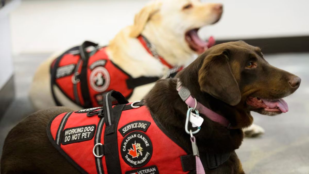 Ontario Sets New Standards for Service Dog Training