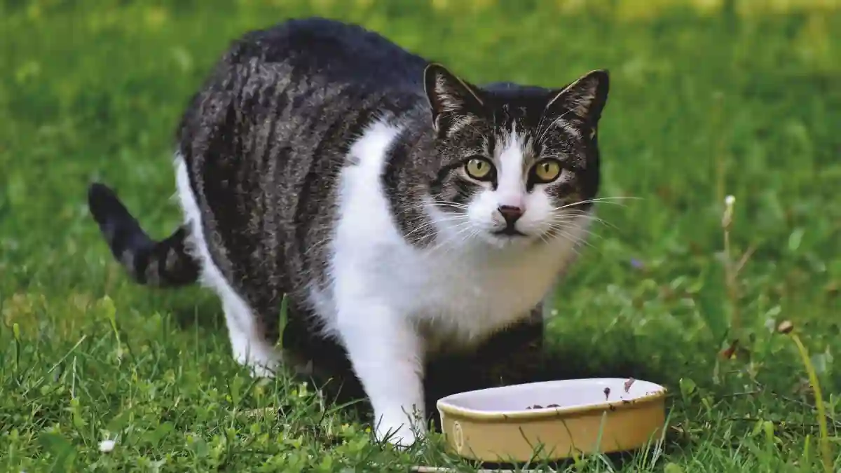 Alert Mode cat