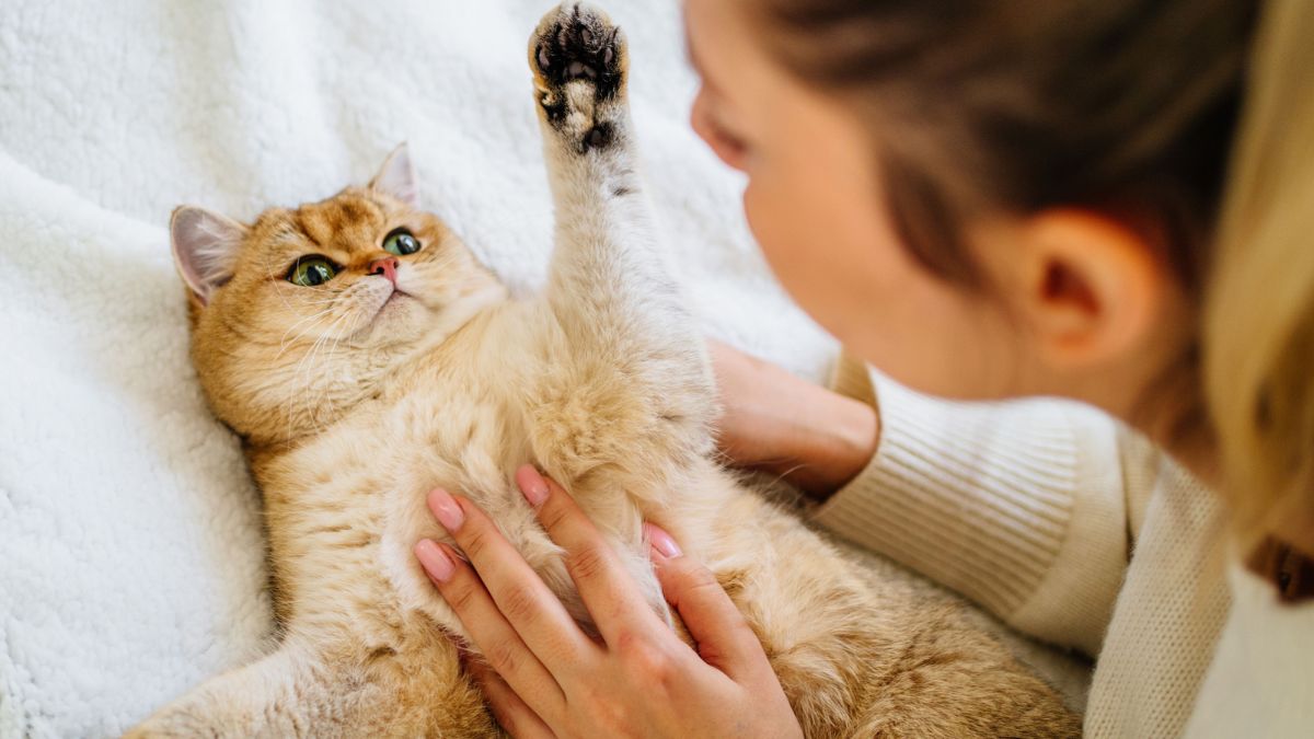 Friendliness, Feline Style cat