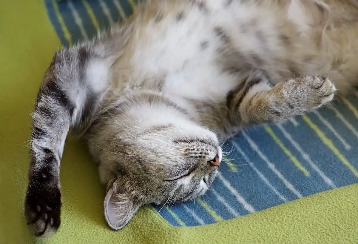 Relaxed Cat