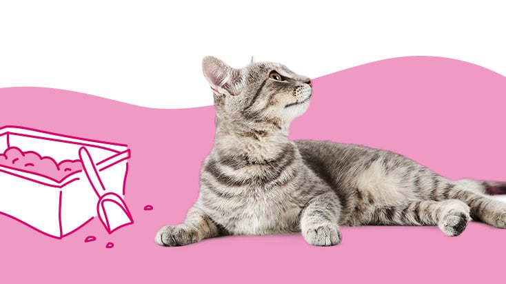 Blood in cat feces is divided into two main types