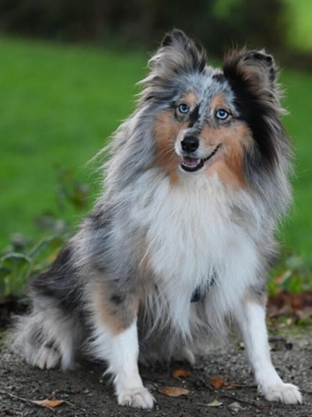 Shetland sheepdog sitting.