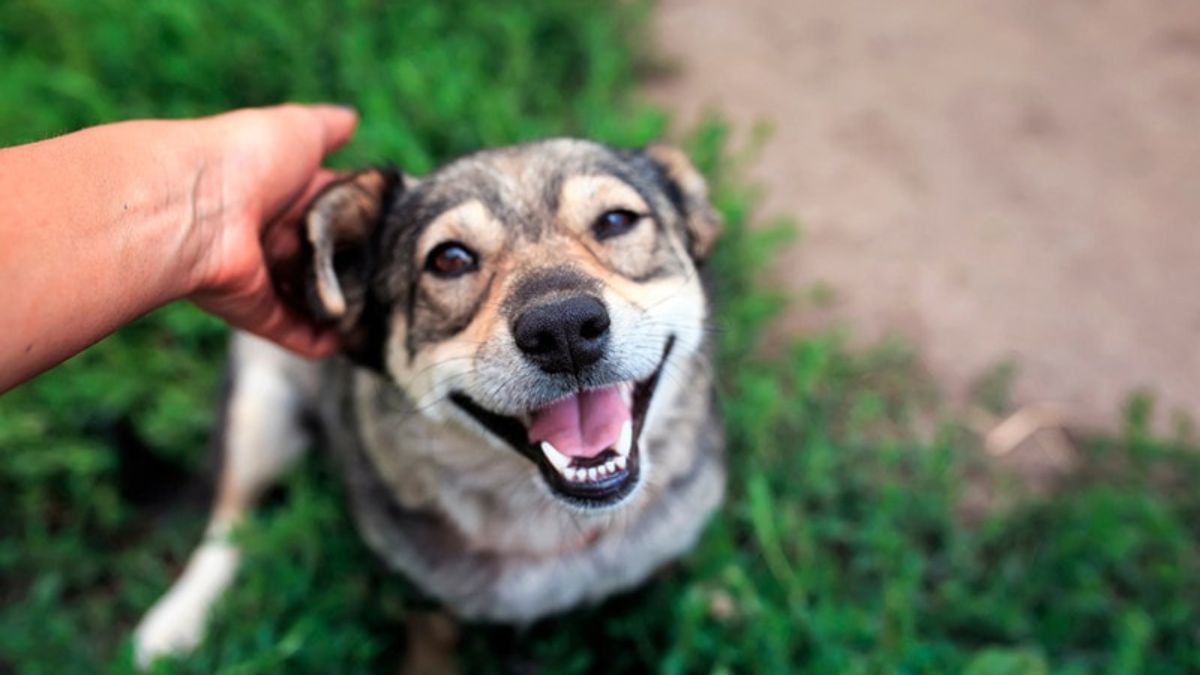 How Pets Teach Us Empathy, One Moment at a Time