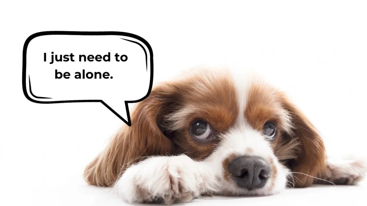 Why Quiet Time Matters for Your Pet’s Well-being