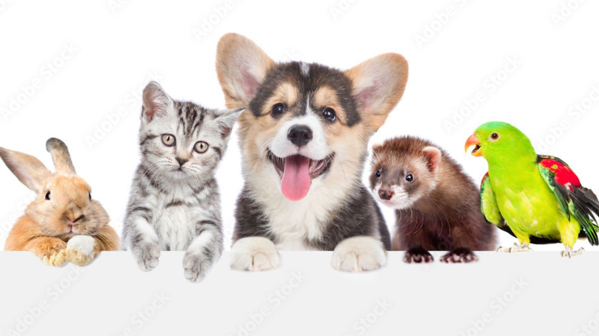 Loving for Life: What It Means to Truly Own a Pet