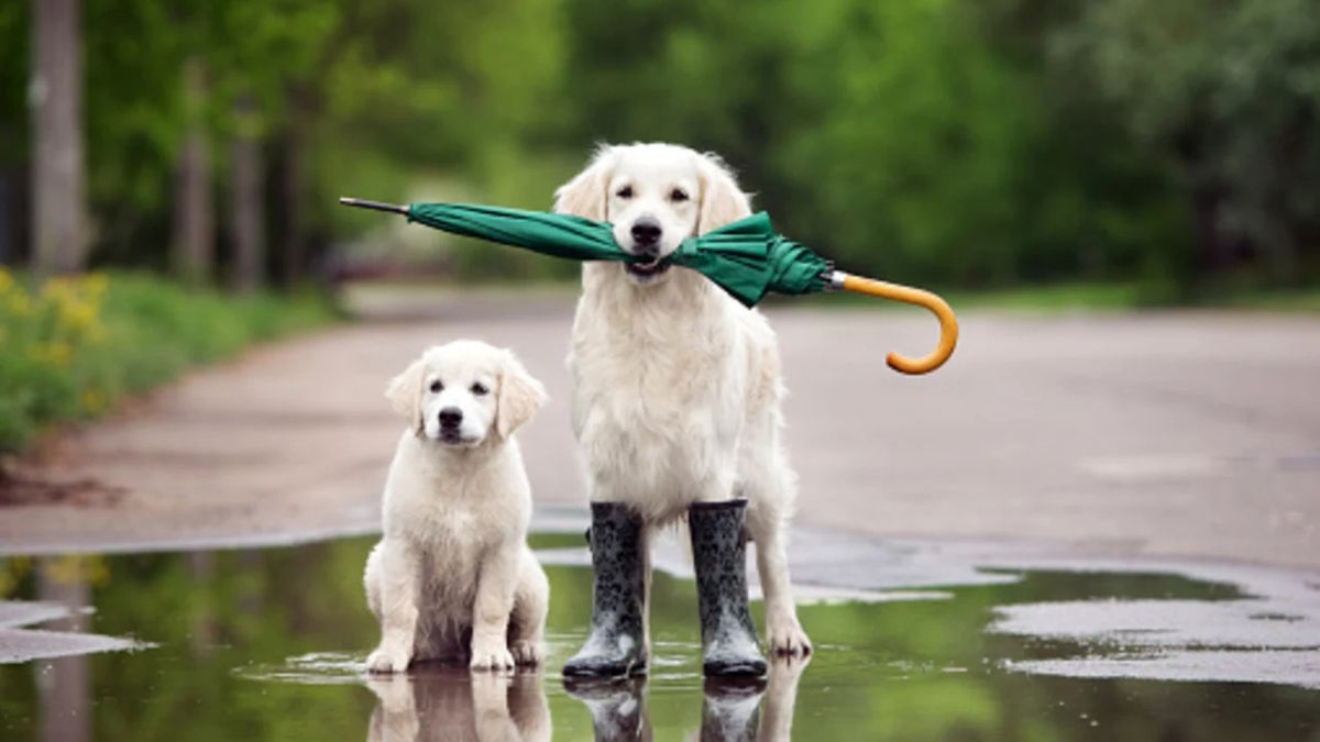 Spring Pet Safety: Hidden Hazards to Watch Out For