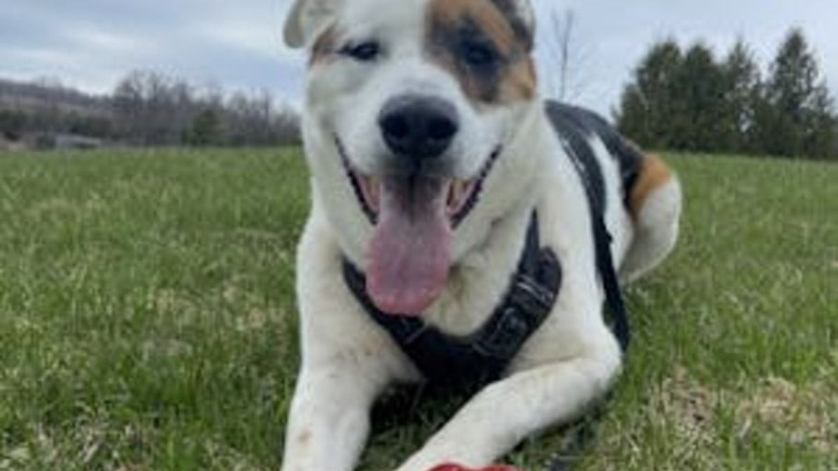 Meet Berkeley: A Gentle Soul Ready to Love Fully