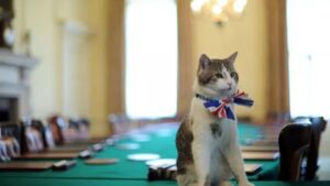 Cats Reign in Britain—With a Little Help from Celebs