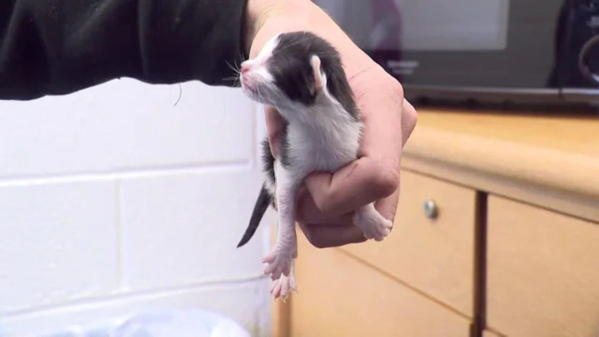 Man Charged After Nearly 100 Cats Found in Cruelty Case
