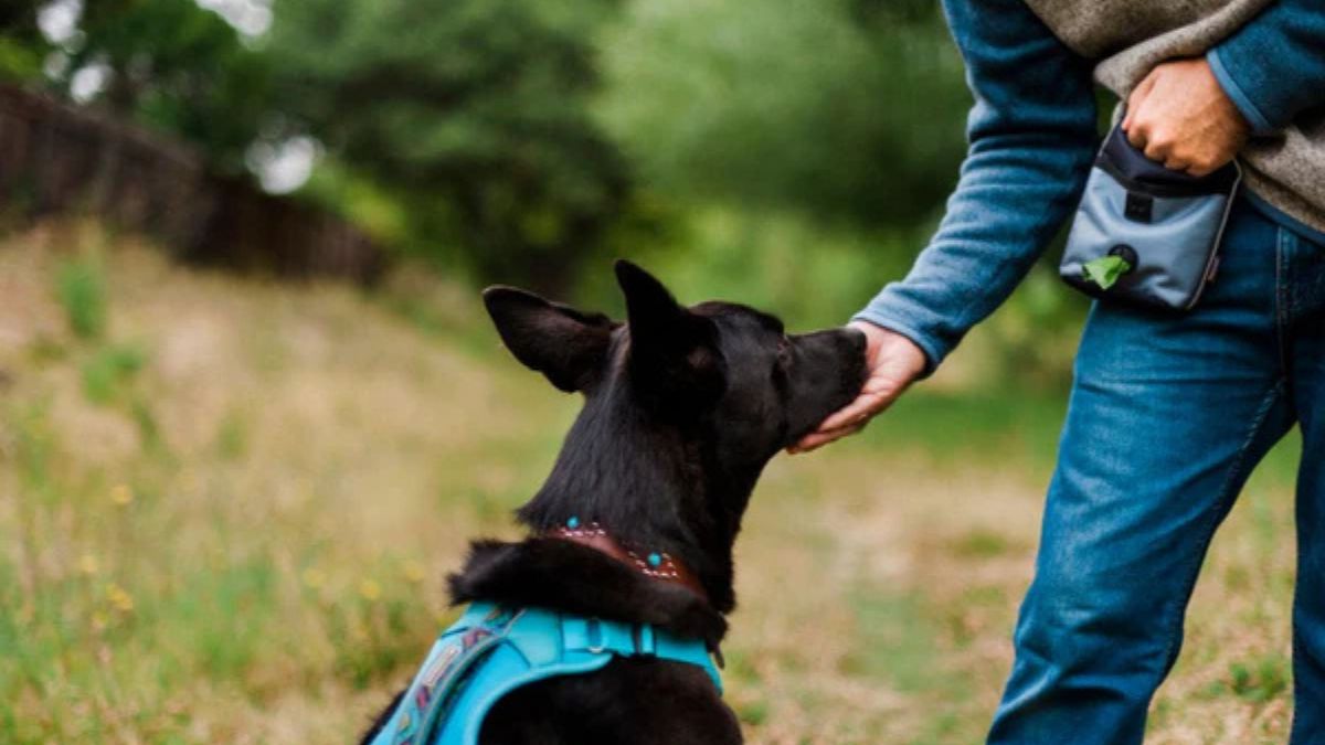 2025 Pet Parenting Guide: Keep It Simple & Stress-Free