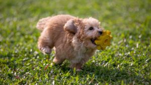 Pet Zoomies Explained: Why They Dash, Spin & Go Wild