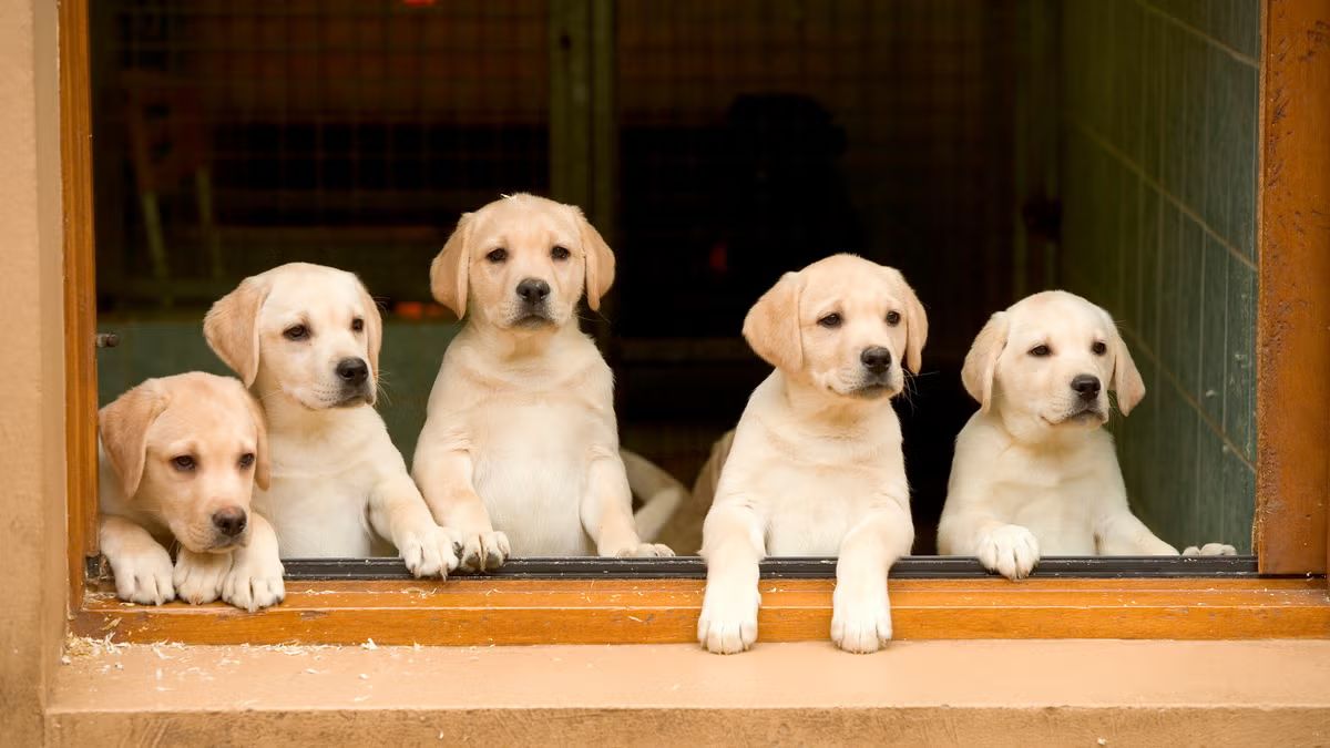 Why Dogs Bark & What You Can Do About It—Gently