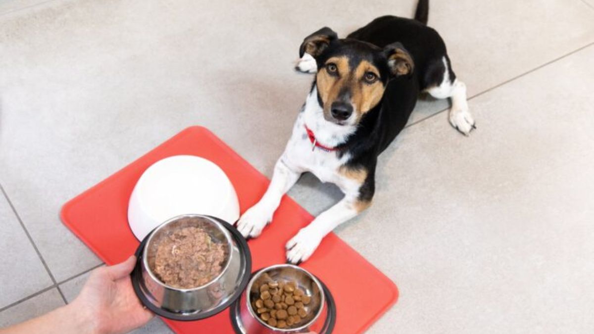 How Gut Health Affects Pet Behavior, New Research Finds