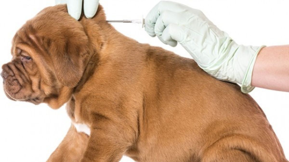 National Chip Your Pet Month: Why Microchips Matter