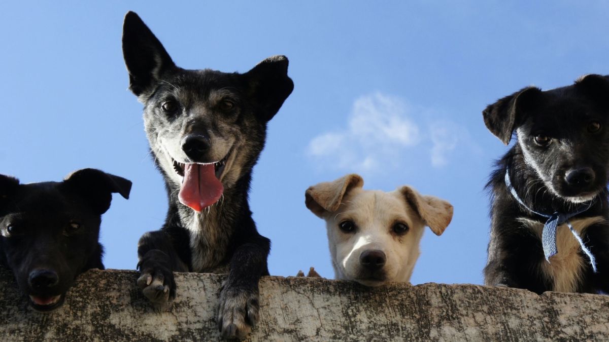 Stem Cells for Pets: What’s Holding Back Progress?