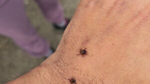 Tick Season Starts Early—Vets Urge Dog Owners to Act