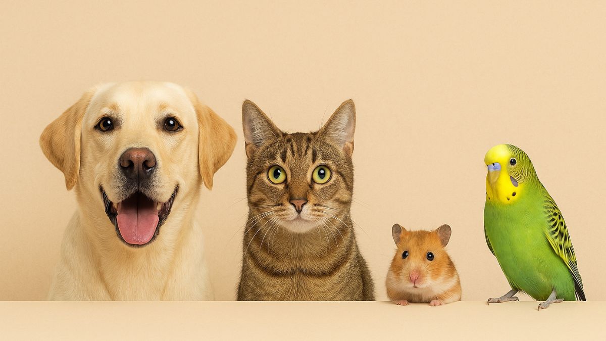Pet Wellness Guide: Keep Them Happy, Healthy & Loved