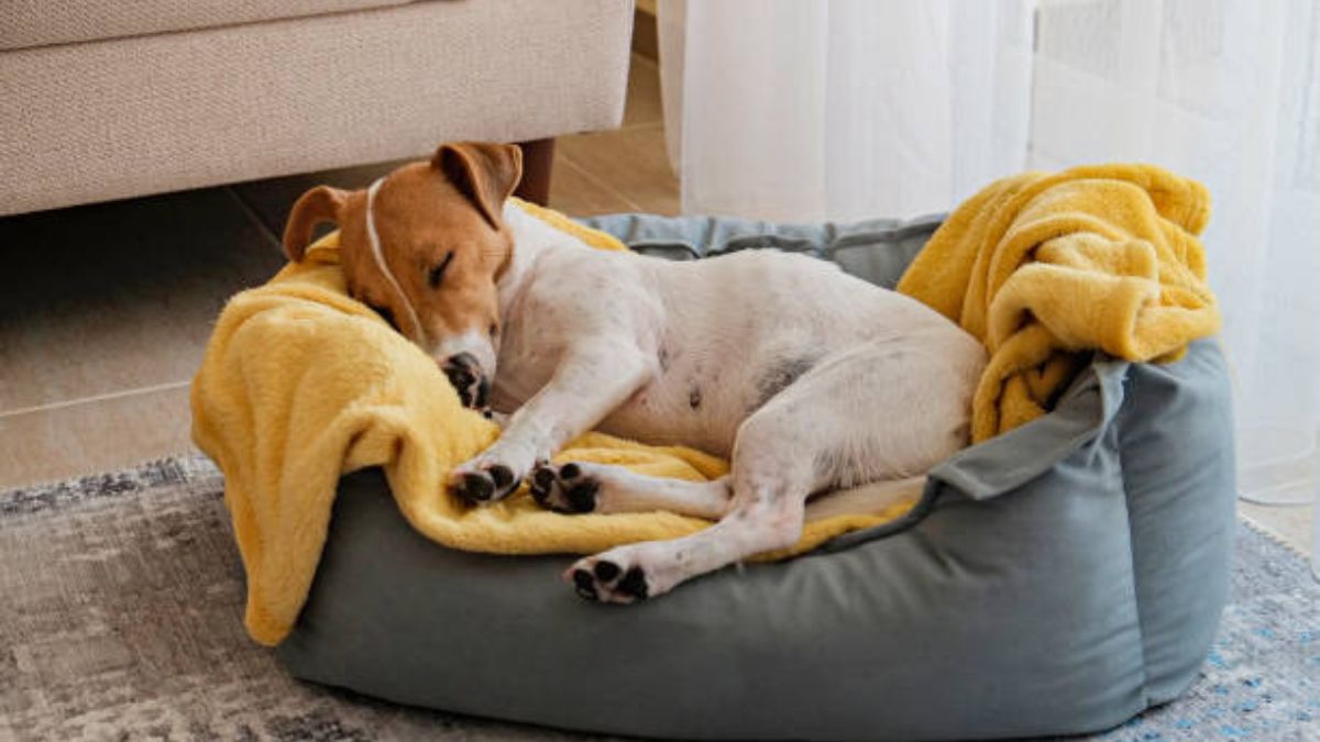 The Quiet Comfort Only Our Pets Know How to Give