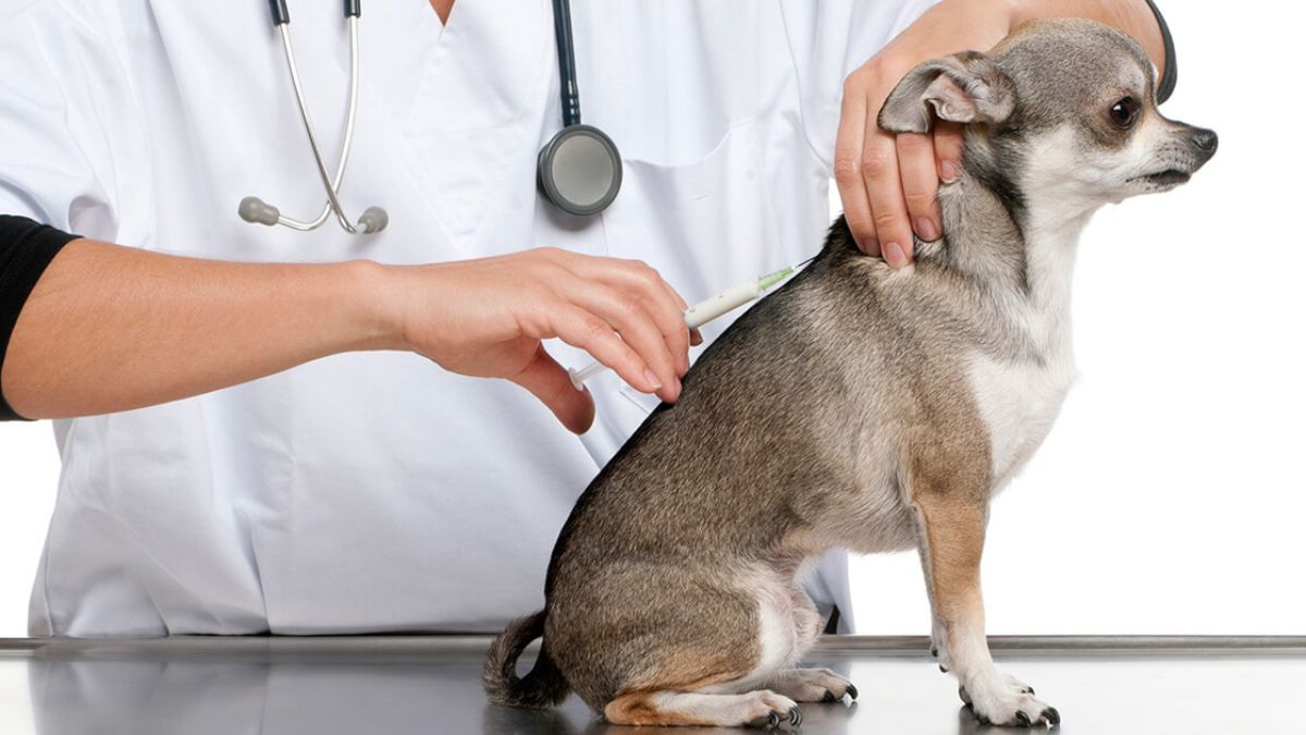 Today Only: $30 Rabies Shots & Microchips for Pets