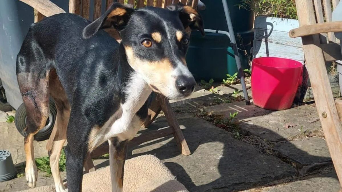 Injured Dog Rescued After 1,000ft Hill Ordeal