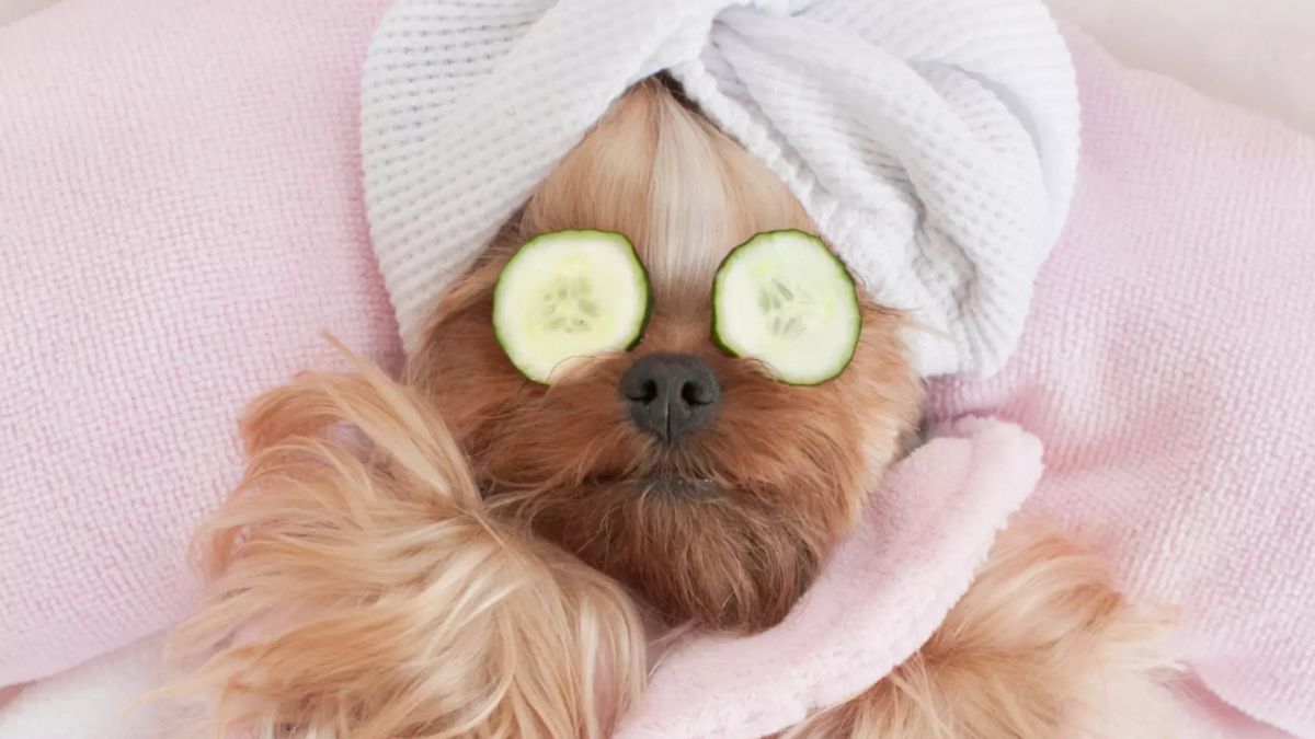 Beyond Cute: Lifelong Wellness for Your Beloved Pet