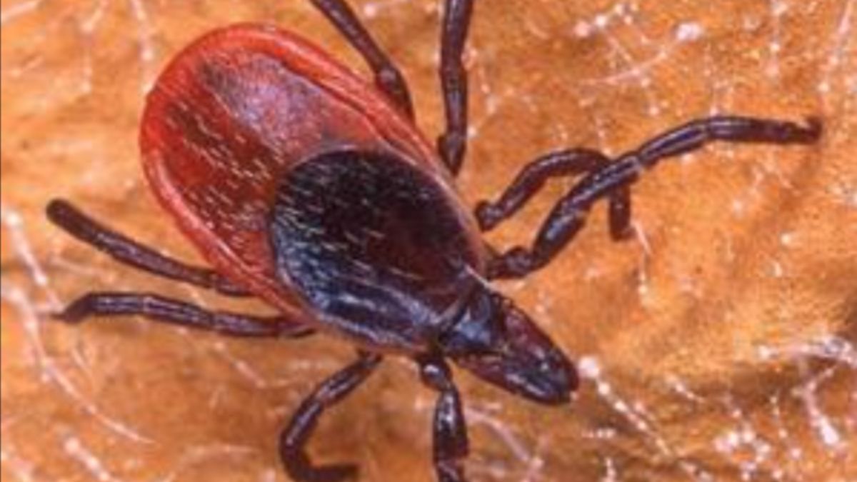 Acton Groomer Sees Early Tick Surge on Local Dogs