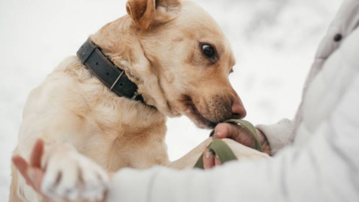 Your Pet’s Superpower? Their Incredible Sense of Smell