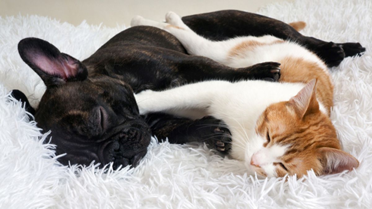 Pet Quirks We Love: Embracing Their Joyful Chaos