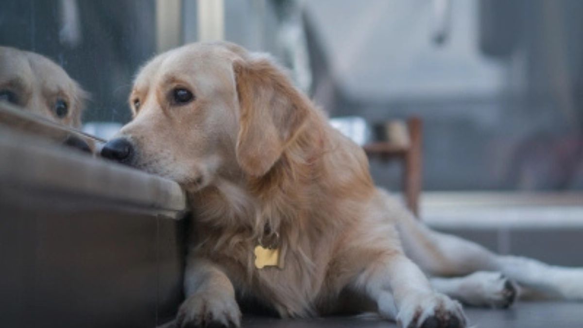 Separation Anxiety in Pets: Easing the Emotional Strain
