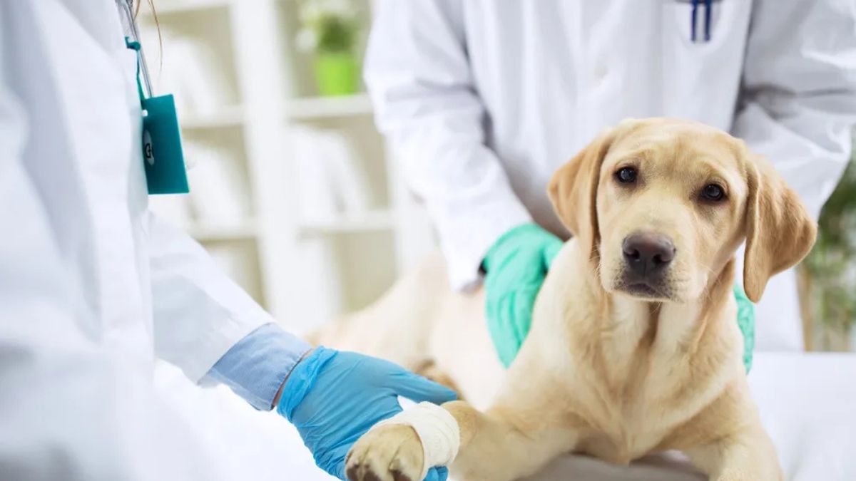 Vet Tech Shortage Limits Pet Care Access in Canada
