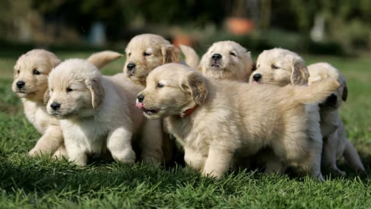 Online Pet Scams Surge, Targeting Buyers Nationwide