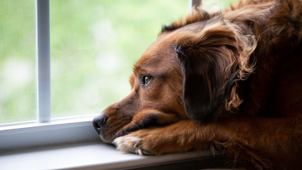 Pet Stress Signs: What Your Animal Isn’t Saying Out Loud