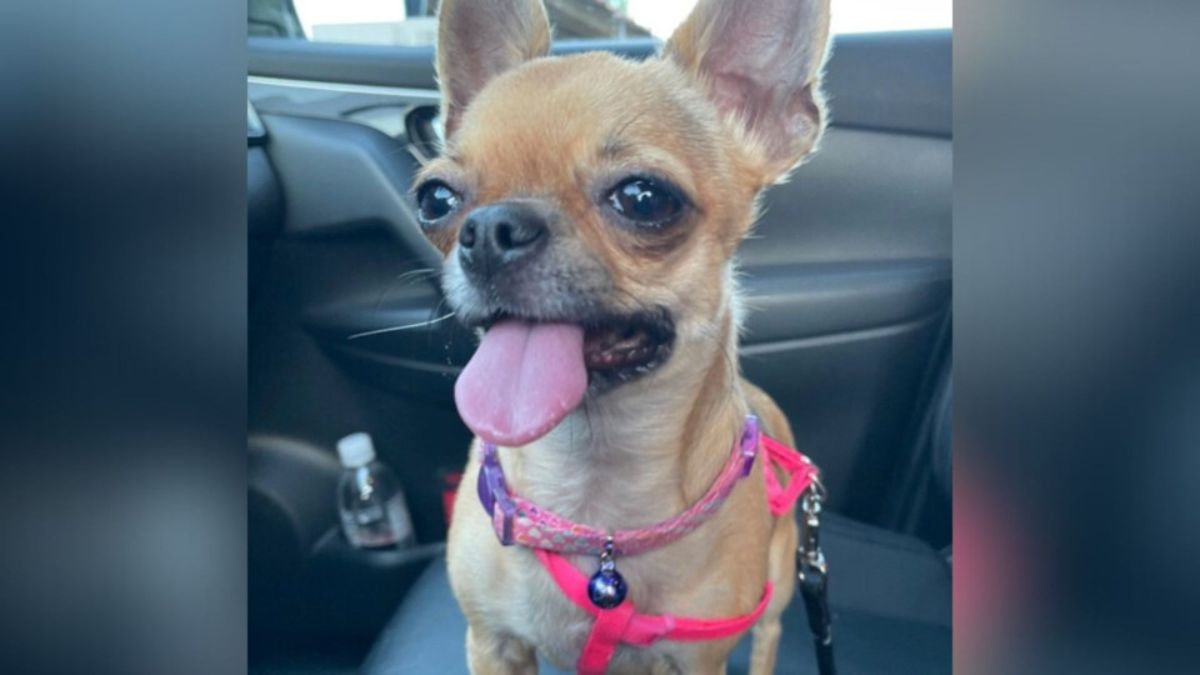 Dog Survives Opioid Scare Near B.C. School, Now Healing