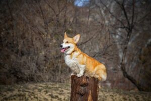 DIY Pet Enrichment: Fun & Easy Ways to Keep Your Pet Happy and Busy Indoors