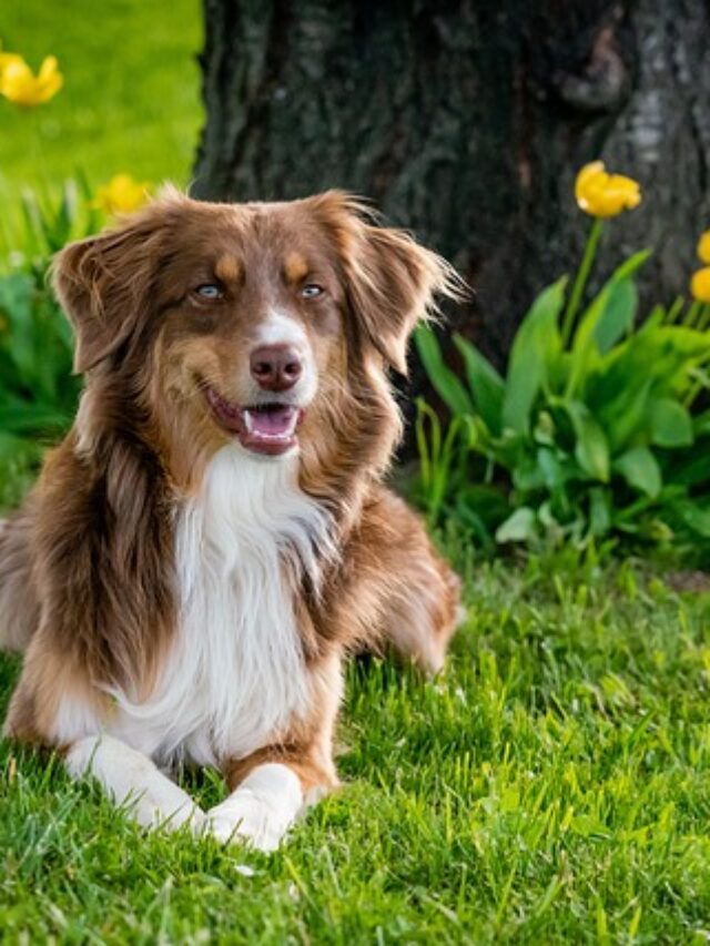 A dog sitting in a playground.