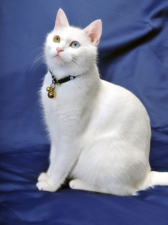 A cute cat sitting on couch.