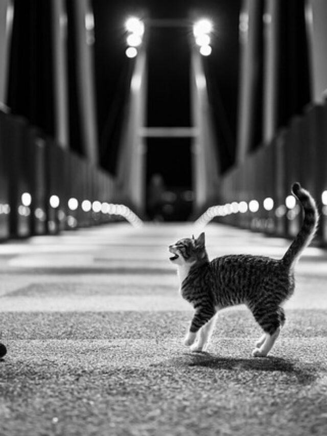 A cat reaction after seeing some abnormal activity.